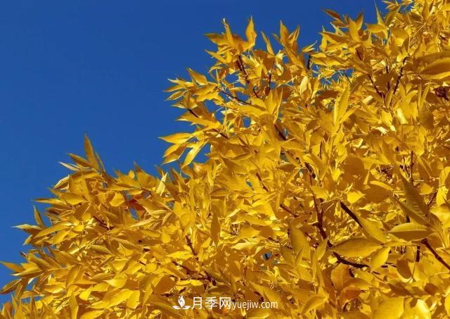 2020下半年鄉(xiāng)土樹種漲價趨勢明顯，這8種苗木***吃香(圖3)