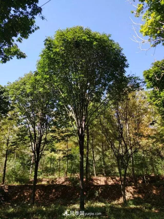 2020下半年鄉(xiāng)土樹種漲價趨勢明顯，這8種苗木***吃香(圖5)