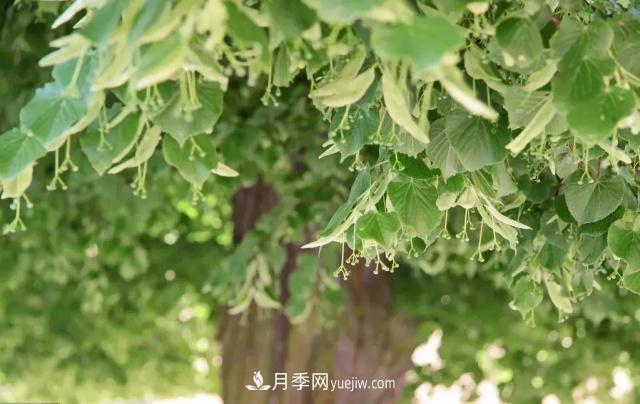 2020下半年鄉(xiāng)土樹種漲價趨勢明顯，這8種苗木***吃香(圖7)