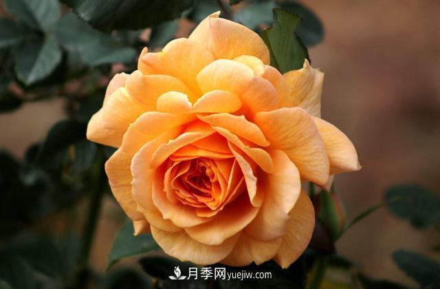 秋天養(yǎng)護月季不難，做好這三點還能開花(圖1)