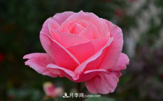 秋天養(yǎng)護月季不難，做好這三點還能開花(圖2)