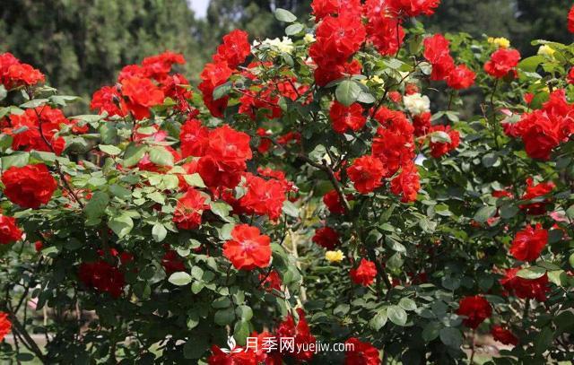 秋天養(yǎng)護月季不難，做好這三點還能開花(圖3)
