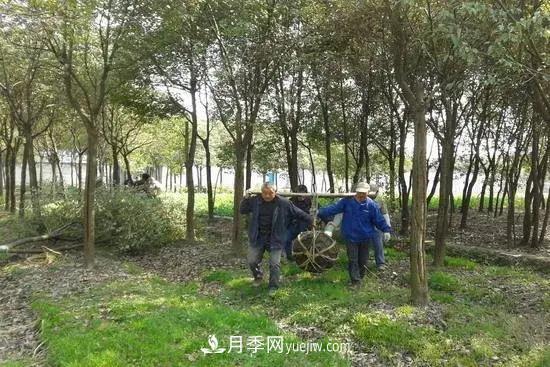 河南苗木人再不求變，終將被高昂的人工成本拖垮(圖1)