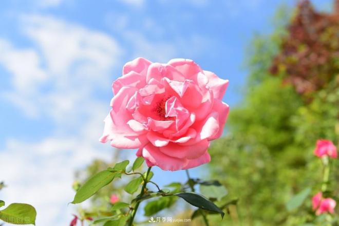 新手如何種植月季花？詳細攻略教程請查收(圖3)