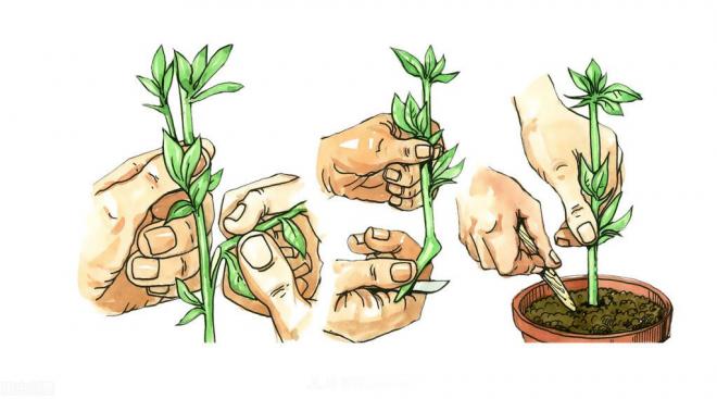 新手如何種植月季花？詳細攻略教程請查收(圖2)
