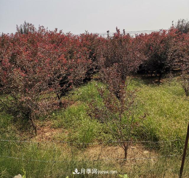南陽紫葉李苗木基地，紫葉李都有哪些優(yōu)點和特點？(圖2)