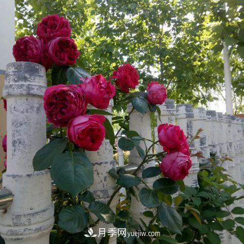 想要打造網(wǎng)紅月季花墻，只要這三步，你也可以擁有花海(圖2)