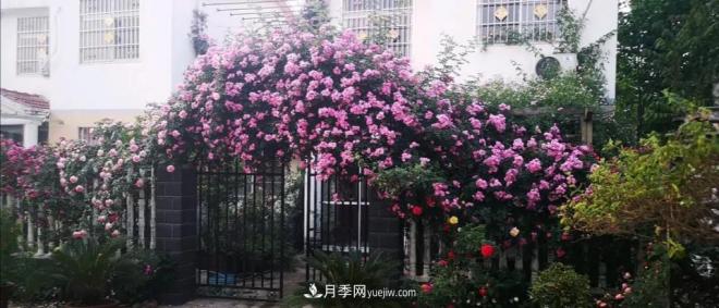 想要打造網(wǎng)紅月季花墻，只要這三步，你也可以擁有花海(圖4)