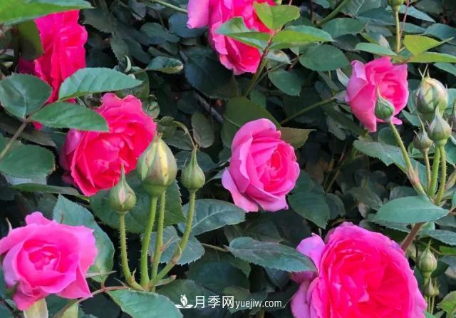 10種多刺月季籬笆防護(hù)用，修剪也需要小心(圖5)