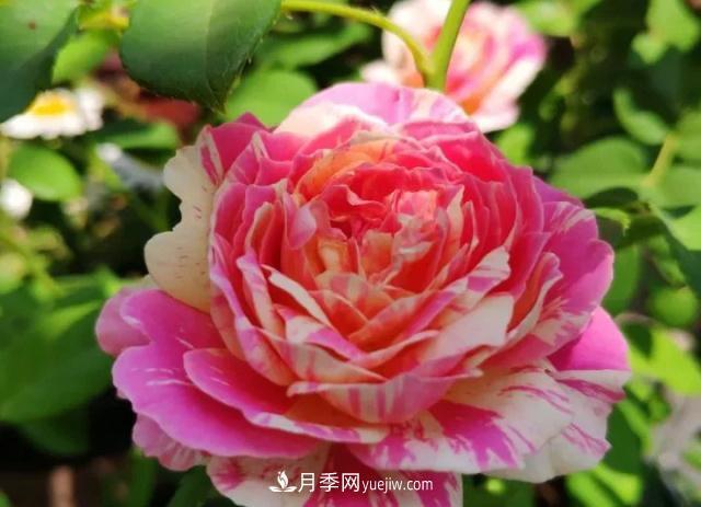 10種多刺月季籬笆防護(hù)用，修剪也需要小心(圖6)