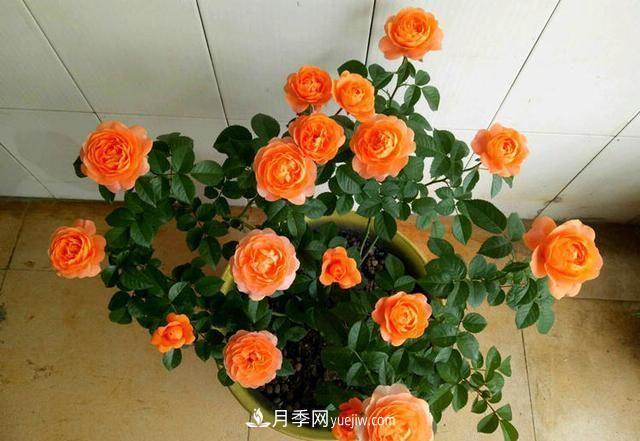 四種對光照要求高的月季花，適合放在北陽臺(圖1)
