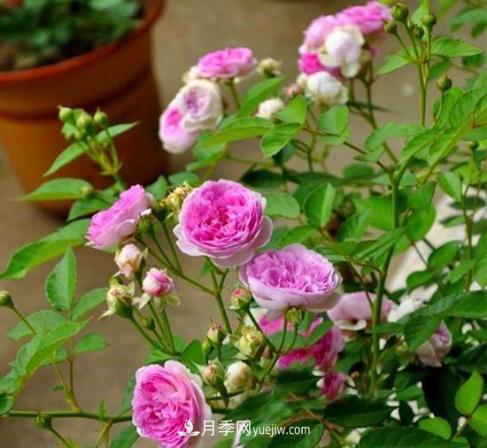 四種對光照要求高的月季花，適合放在北陽臺(圖5)