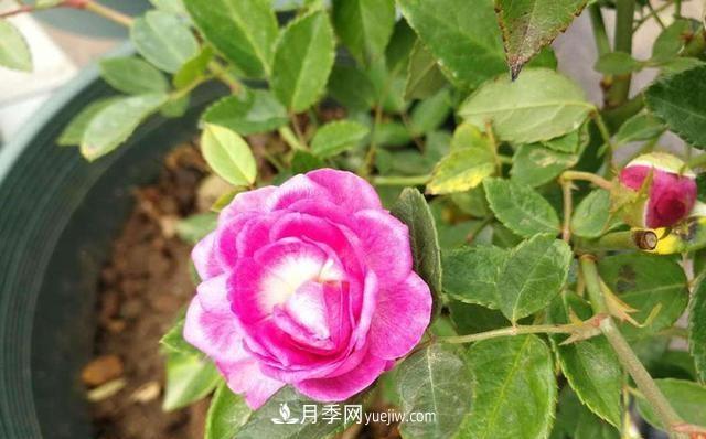 四種對光照要求高的月季花，適合放在北陽臺(圖4)