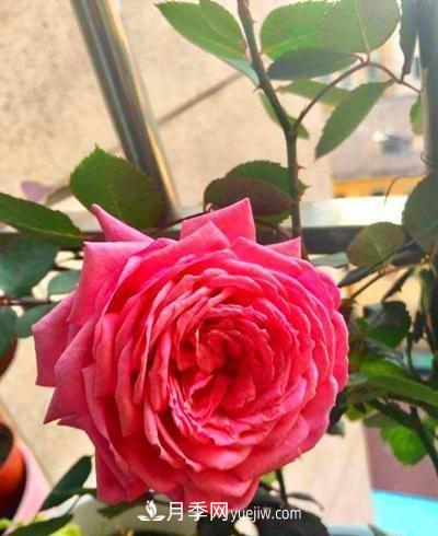 四種對光照要求高的月季花，適合放在北陽臺(圖3)