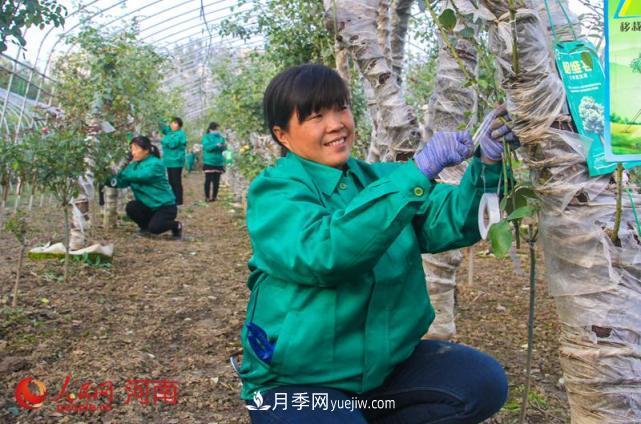 河南南陽：月季嫁接確保明年增產 月季產業(yè)助農增收(圖1)