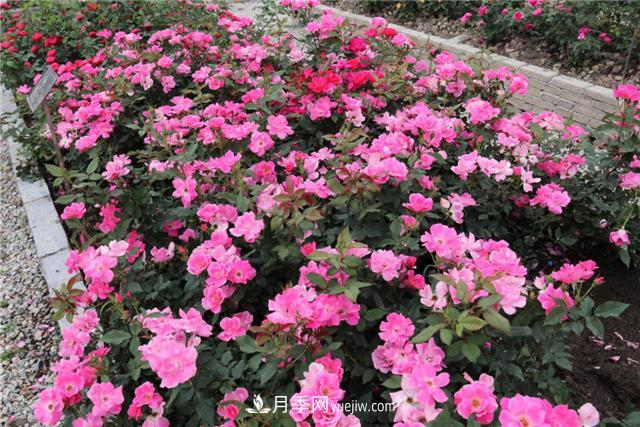 花開華南地區(qū)，哪些月季品種，征服了廣州這片“熱土”？(圖5)