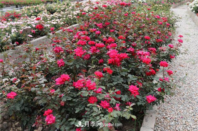 花開華南地區(qū)，哪些月季品種，征服了廣州這片“熱土”？(圖6)