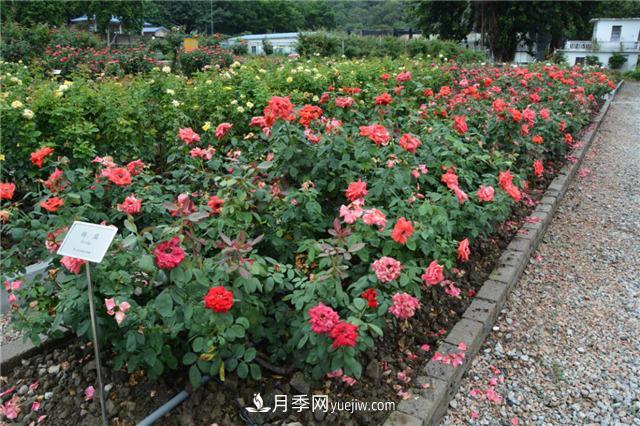 花開華南地區(qū)，哪些月季品種，征服了廣州這片“熱土”？(圖7)
