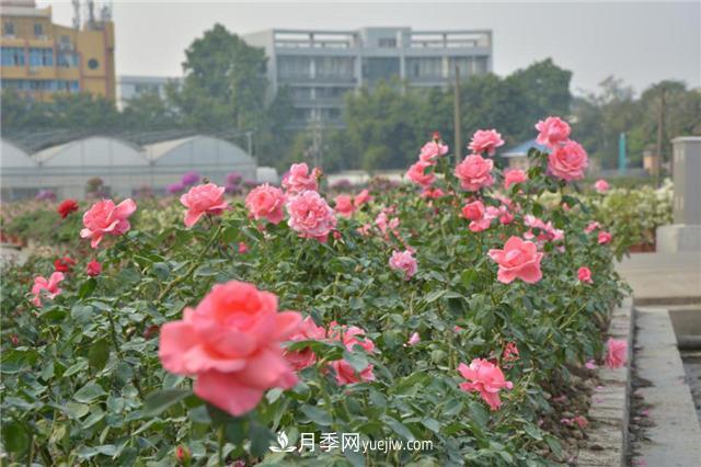 花開華南地區(qū)，哪些月季品種，征服了廣州這片“熱土”？(圖8)