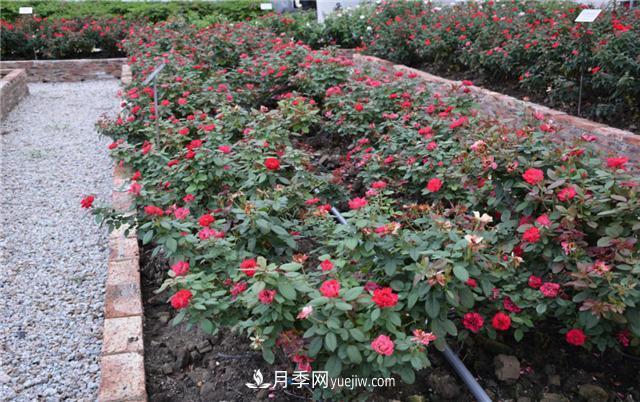 花開華南地區(qū)，哪些月季品種，征服了廣州這片“熱土”？(圖9)