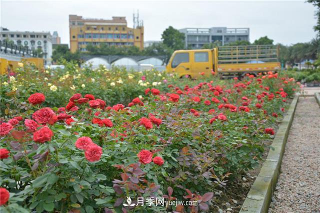花開華南地區(qū)，哪些月季品種，征服了廣州這片“熱土”？(圖10)