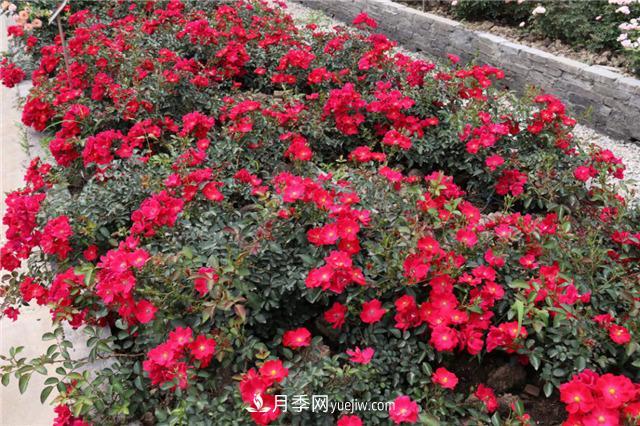 花開華南地區(qū)，哪些月季品種，征服了廣州這片“熱土”？(圖11)