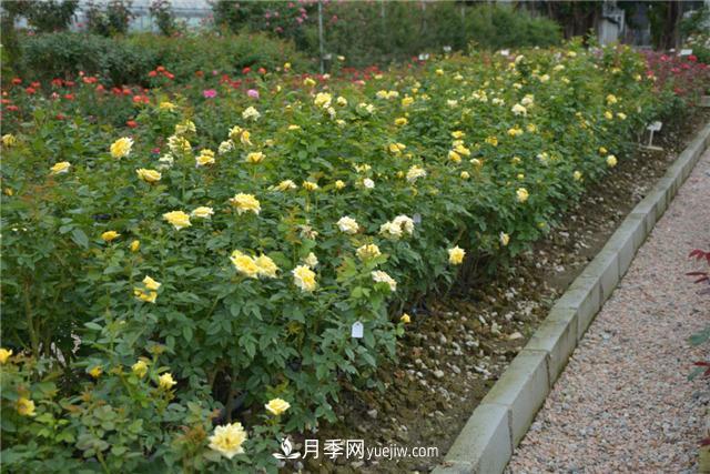 花開華南地區(qū)，哪些月季品種，征服了廣州這片“熱土”？(圖12)