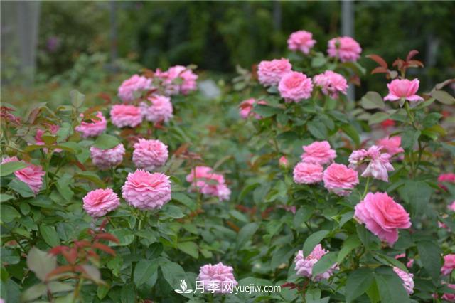 花開華南地區(qū)，哪些月季品種，征服了廣州這片“熱土”？(圖13)