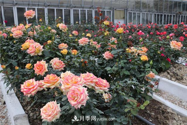 花開華南地區(qū)，哪些月季品種，征服了廣州這片“熱土”？(圖14)