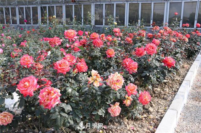 花開華南地區(qū)，哪些月季品種，征服了廣州這片“熱土”？(圖15)