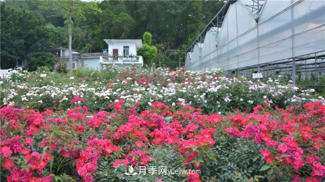 花開華南地區(qū)，哪些月季品種，征服了廣州這片“熱土”？(圖16)