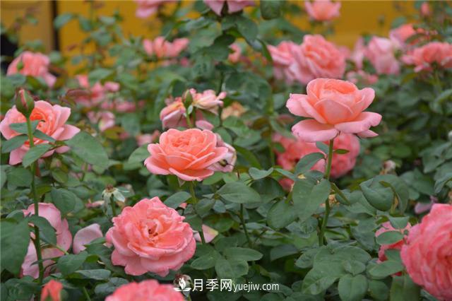 花開華南地區(qū)，哪些月季品種，征服了廣州這片“熱土”？(圖17)