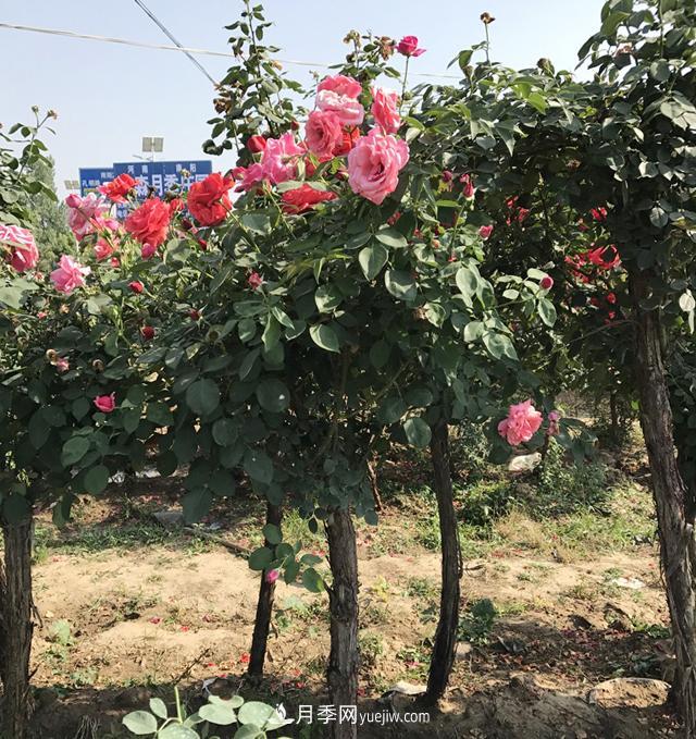 月季樹(shù)批發(fā)基地：化肥農(nóng)藥控量減害增效技能(圖1)