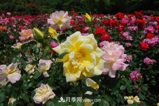 月季艾草玉蘭生態(tài)發(fā)展 青山綠水為南陽注活力(圖1)