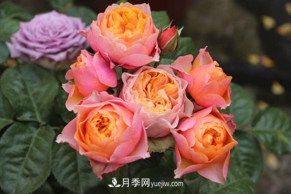 月季長勢差，注意這三個小細節(jié)，很快就爆盆(圖1)