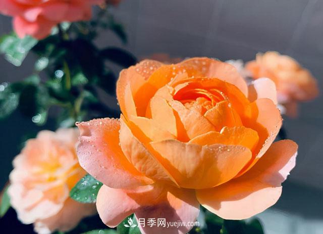 雙11必買的5款爆火月季，勤花好看耐開(圖1)