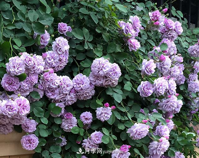 雙11必買的5款爆火月季，勤花好看耐開(圖2)