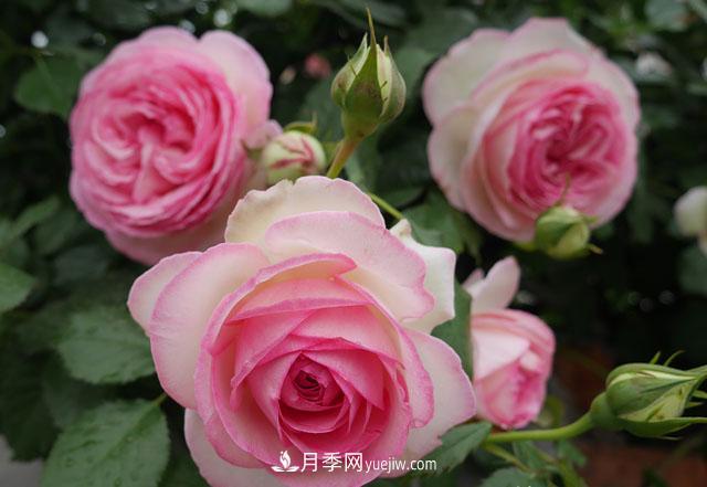 雙11必買的5款爆火月季，勤花好看耐開(圖3)