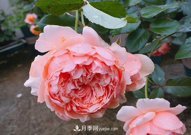 雙11必買的5款爆火月季，勤花好看耐開(圖4)