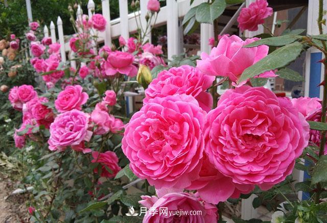 雙11必買的5款爆火月季，勤花好看耐開(圖5)