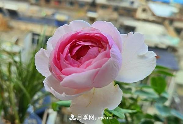 被稱作“***美***香”的月季花，花型超大，你知道是哪個品種嗎(圖1)