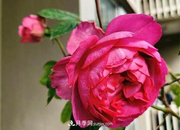 被稱作“***美***香”的月季花，花型超大，你知道是哪個品種嗎(圖2)