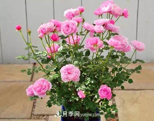 推薦新手5種微型月季，好養(yǎng)又好看，陽臺盆栽佳品(圖1)