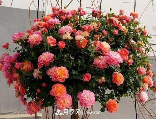 推薦新手5種微型月季，好養(yǎng)又好看，陽臺盆栽佳品(圖2)