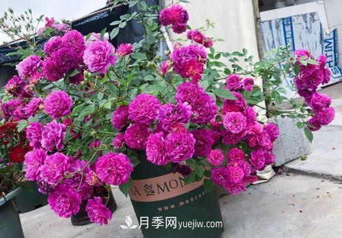 推薦新手5種微型月季，好養(yǎng)又好看，陽臺盆栽佳品(圖3)