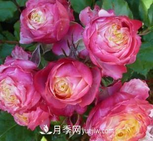 推薦新手5種微型月季，好養(yǎng)又好看，陽臺盆栽佳品(圖5)