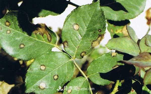 月季炭疽病癥狀、發(fā)病特點(diǎn)及防治方法(圖1)