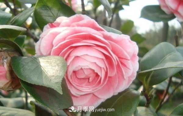 月季炭疽病癥狀、發(fā)病特點(diǎn)及防治方法(圖2)