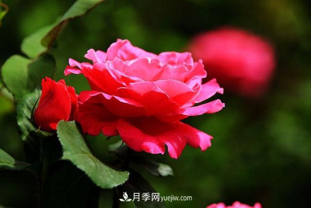 月季花的生長環(huán)境和功能(圖1)