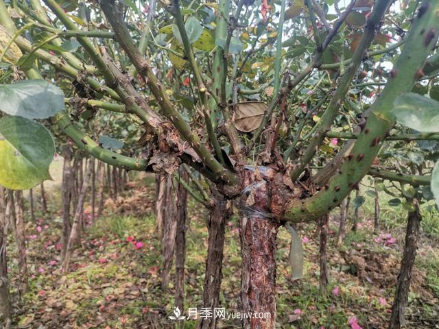 10公分的樹狀月季批發(fā)價格多少錢一棵？全解答(圖3)